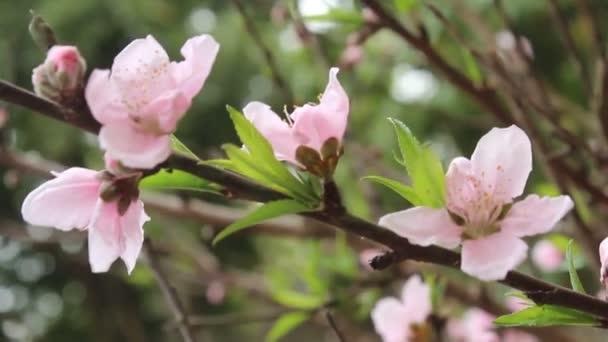 Peach flower blooming — Stock Video